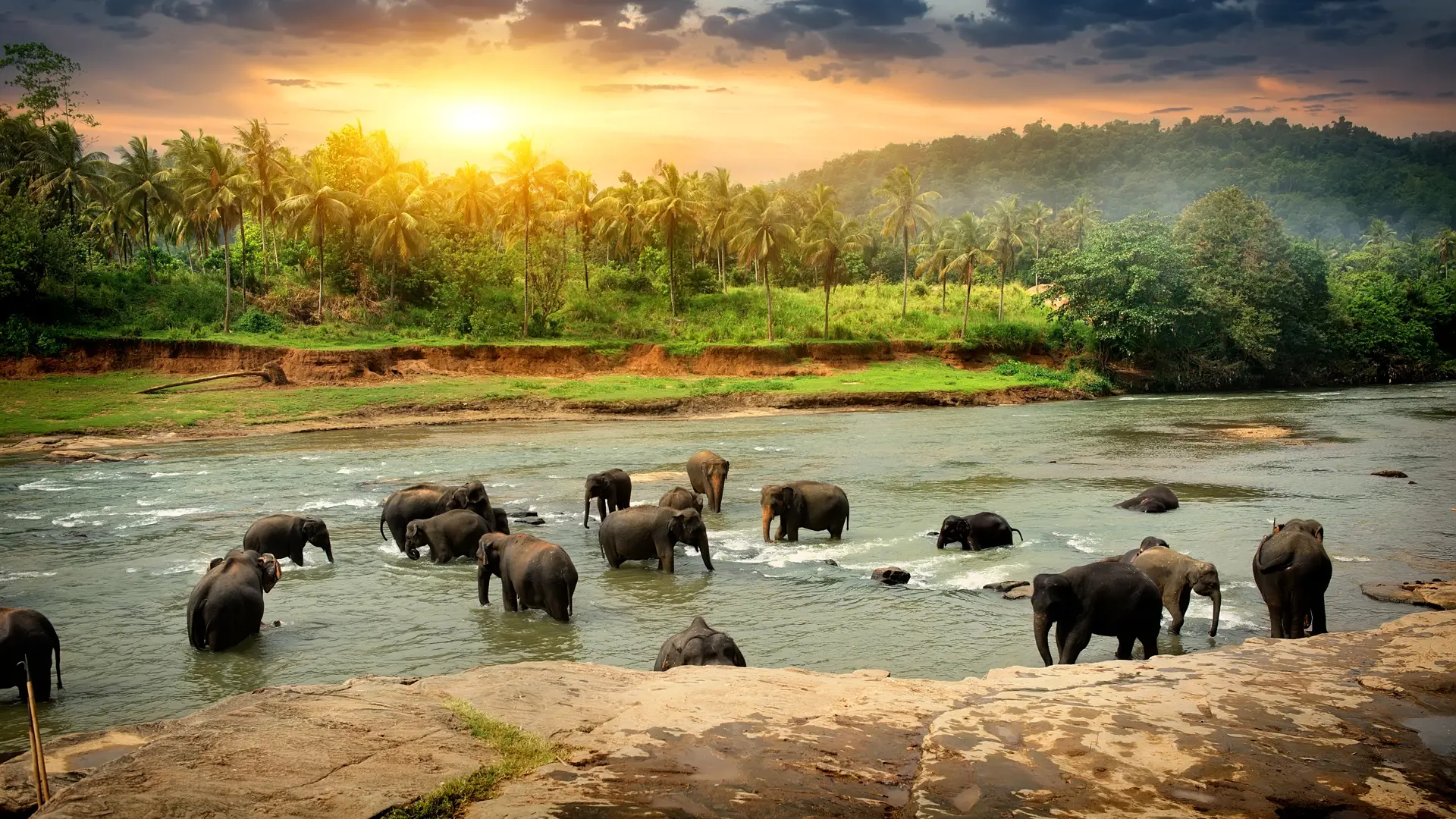 Elefanter Sri Lanka (2).jpg