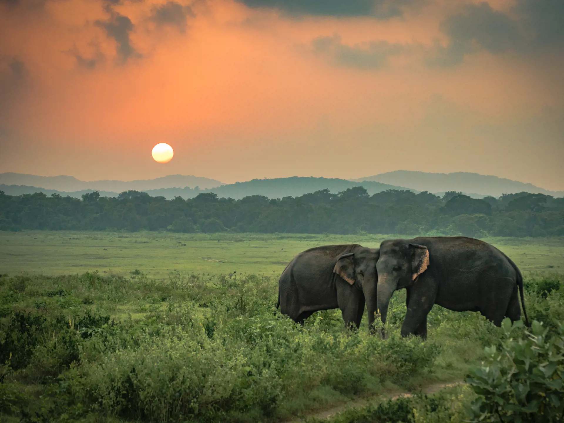 Elefanter Sri Lanka (1).jpg