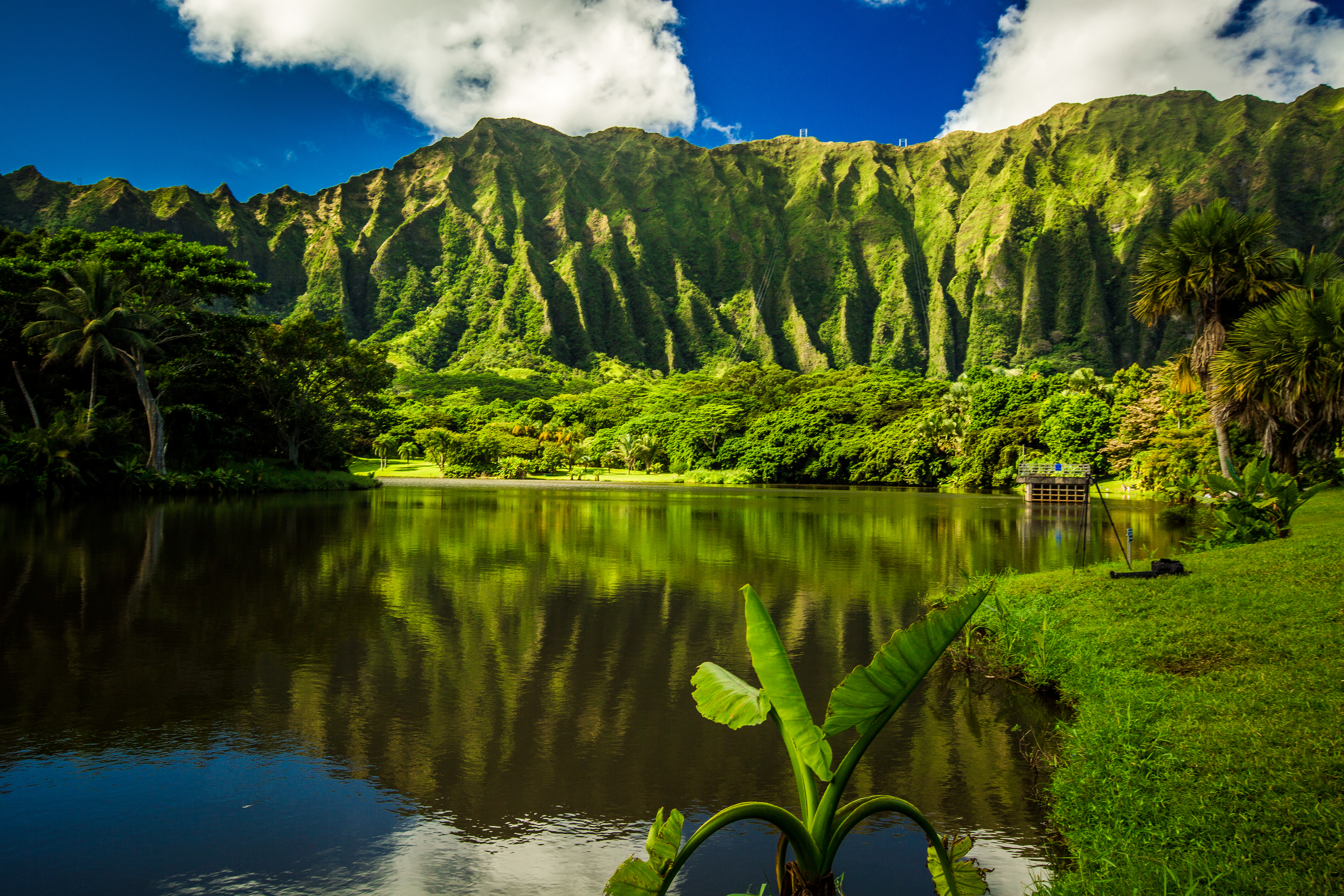 Ho'omaluhia Botanical Garden in Kaneohe, Oahu, Hawaii - Billede.jpg