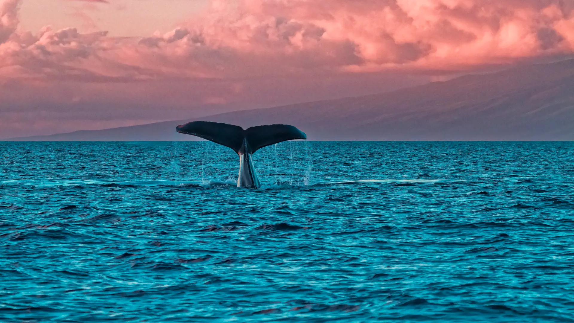 Humback whale fluke during a sunset whale watch in Lahaina on Maui. - Billede.jpg