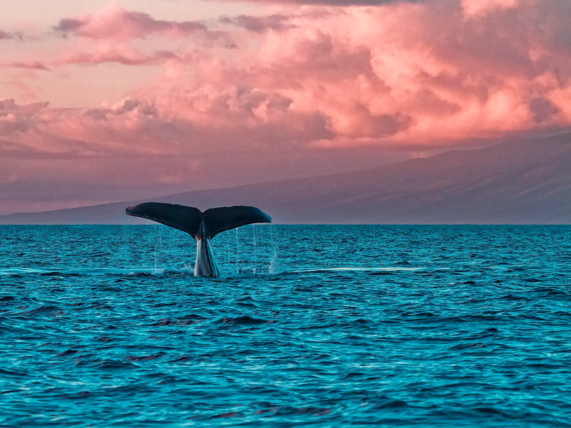 Humback whale fluke during a sunset whale watch in Lahaina on Maui. - Billede.jpg