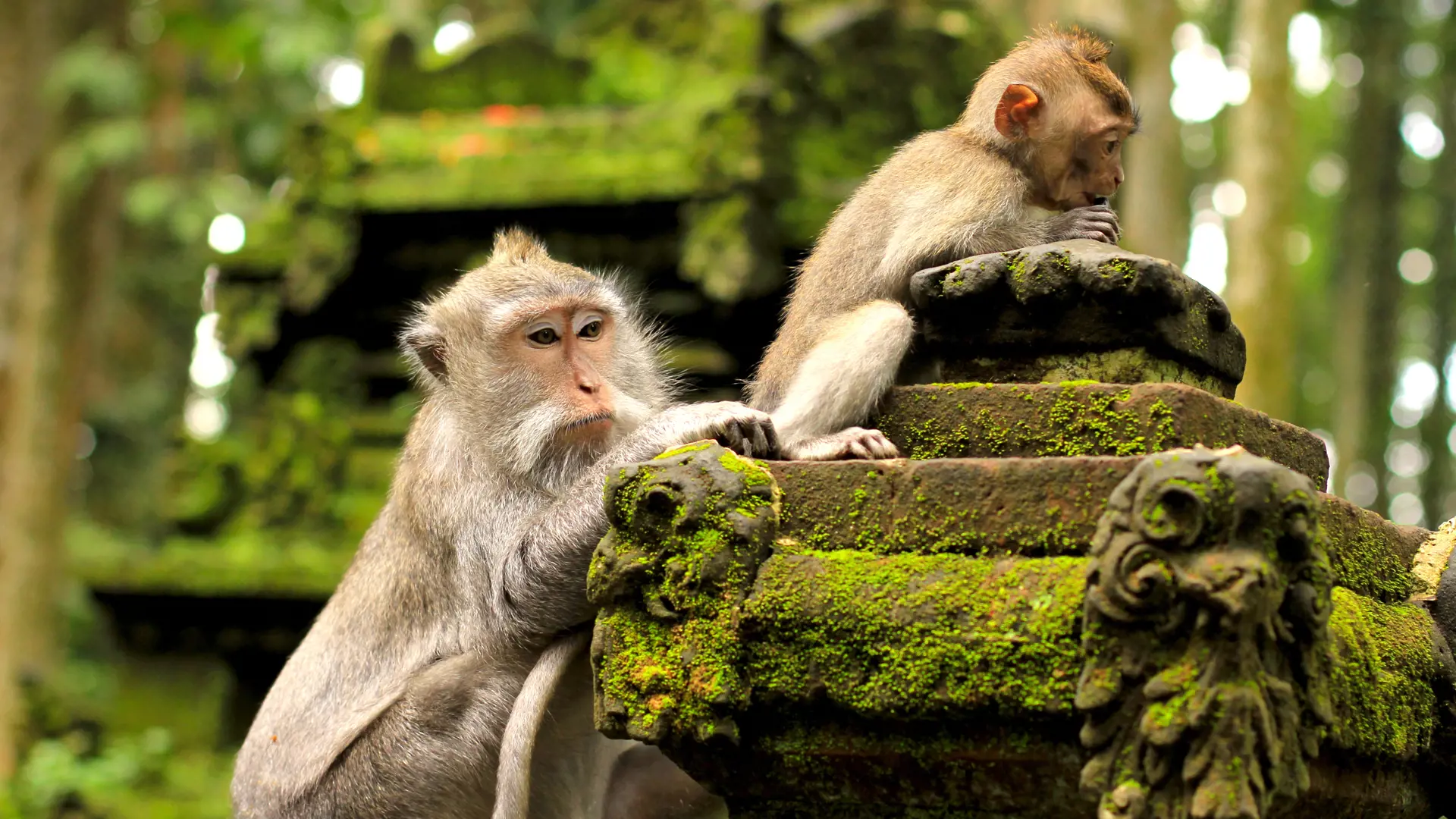 Monkey in Sangeh, Bali, Indonesia.jpg