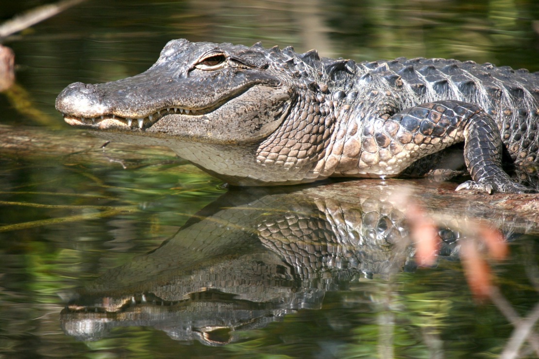 Everglade_Alligator Mirror_65458468.jpg
