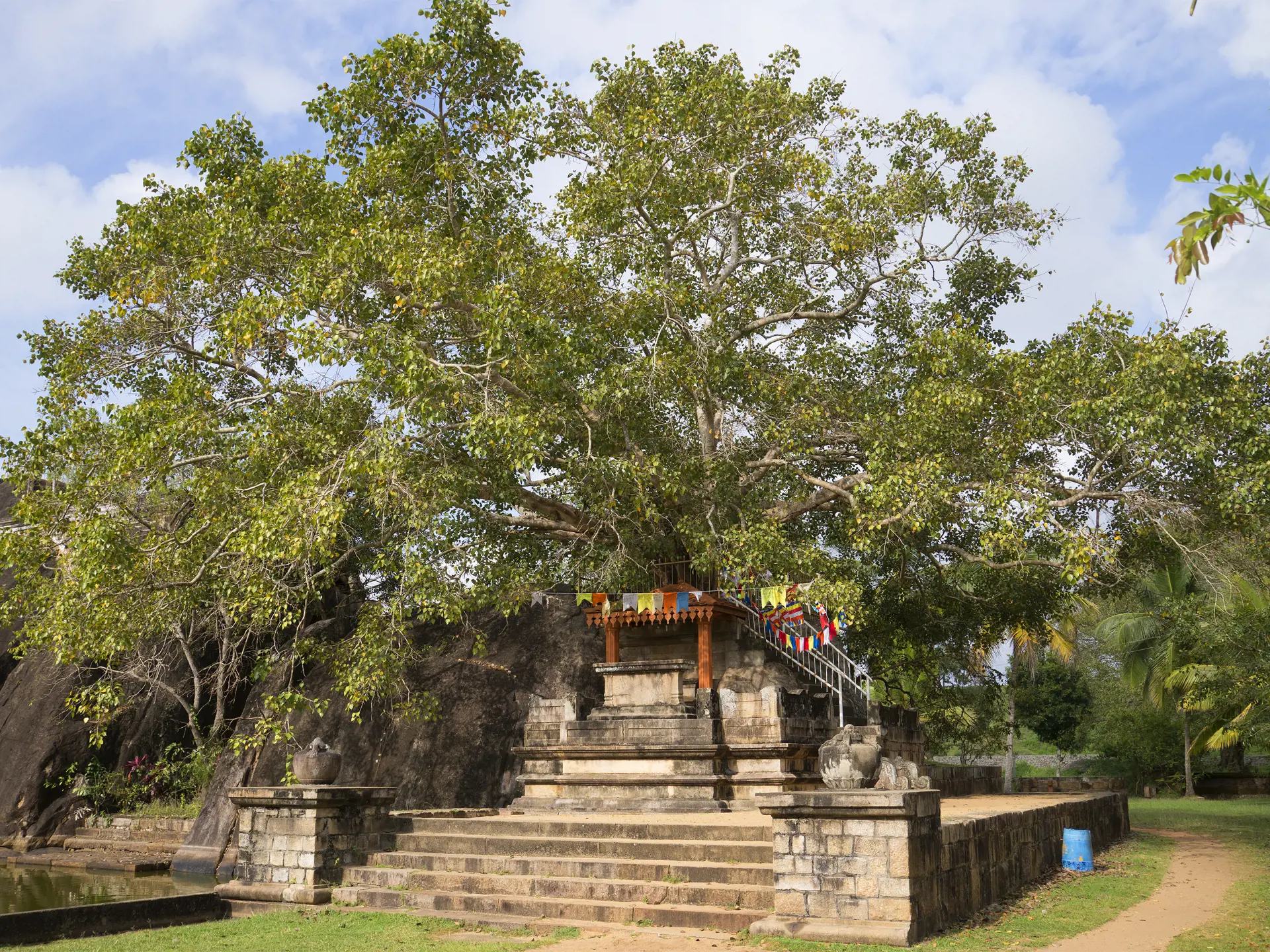 Buddha træ.jpg (1)