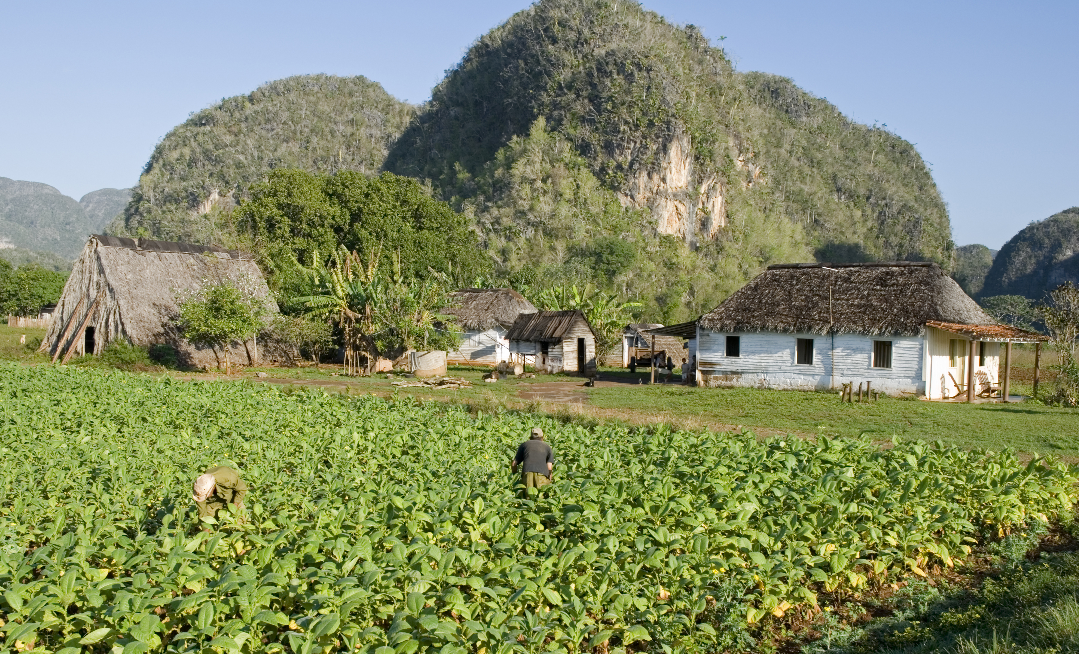 men working on tobacco field in vinales-cuba.jpg