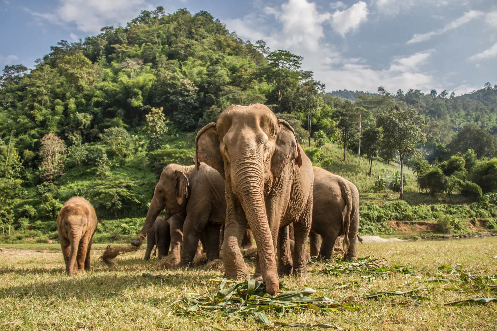 Chiang Mai Elephant nature park.jpg