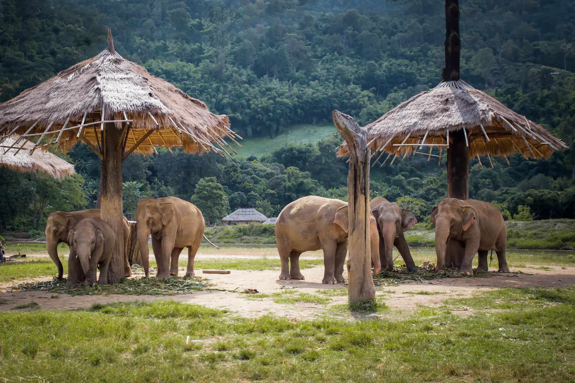 Chiang Mai Elephant nature park (2).jpg