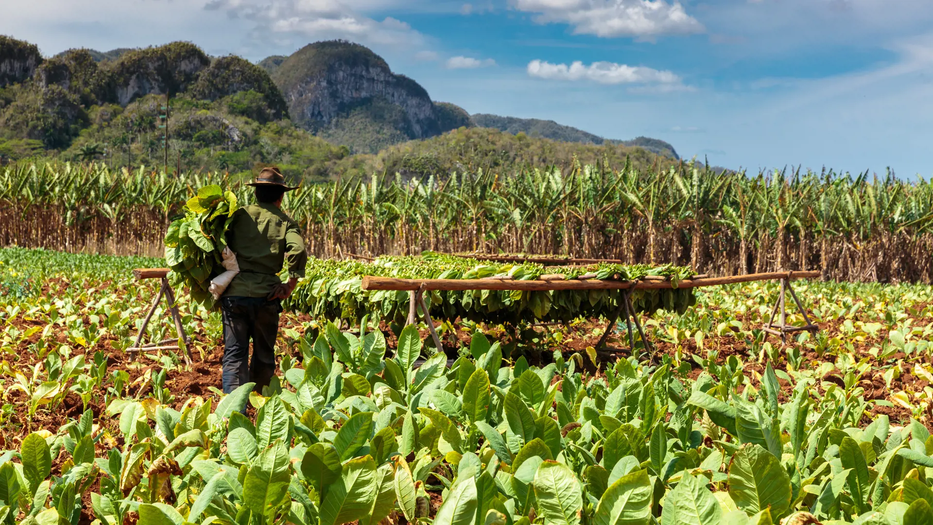 shutterstock_322728248 Tobacco plantation in the Vinales valley, north of Cuba.jpg