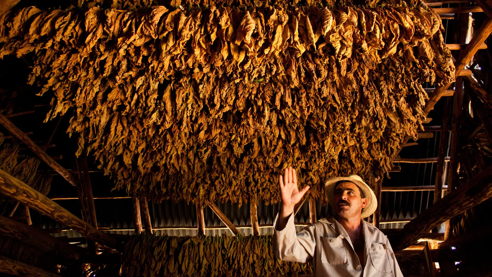VINALES - de indbringende tobaksblade hænger til tørre i de traditionelle tørrehuse inden de sendes til fabrikkerne , Check Point Travel