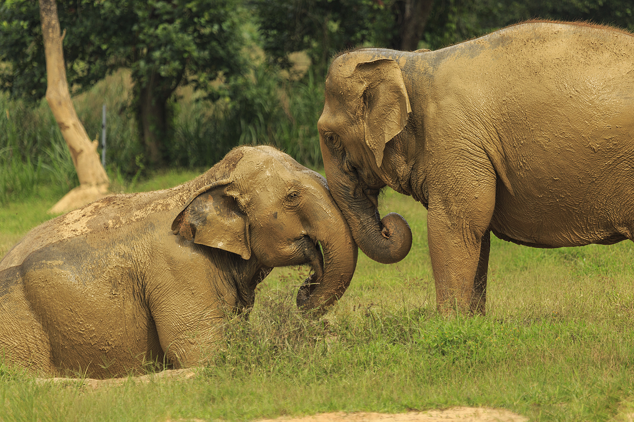 h3 Ethical Elephant Experience at Elephant Hills Luxury Tented Camp Khao Sok National Park Thailand - no Elephant Riding or Trekking.jpg