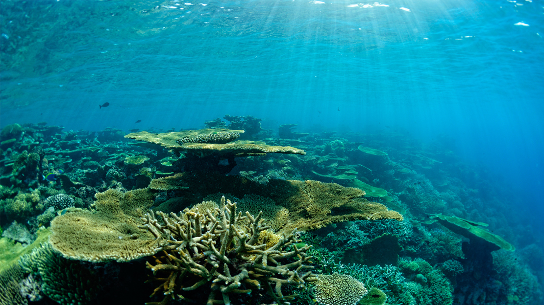 69168115-H1-Coral_reefs_outside_the_lagoon.jpg