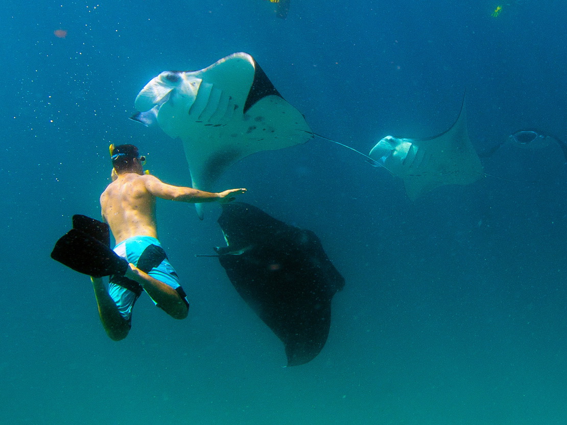 69178553-H1-Snorkelling_with_Manta_Rays.jpg