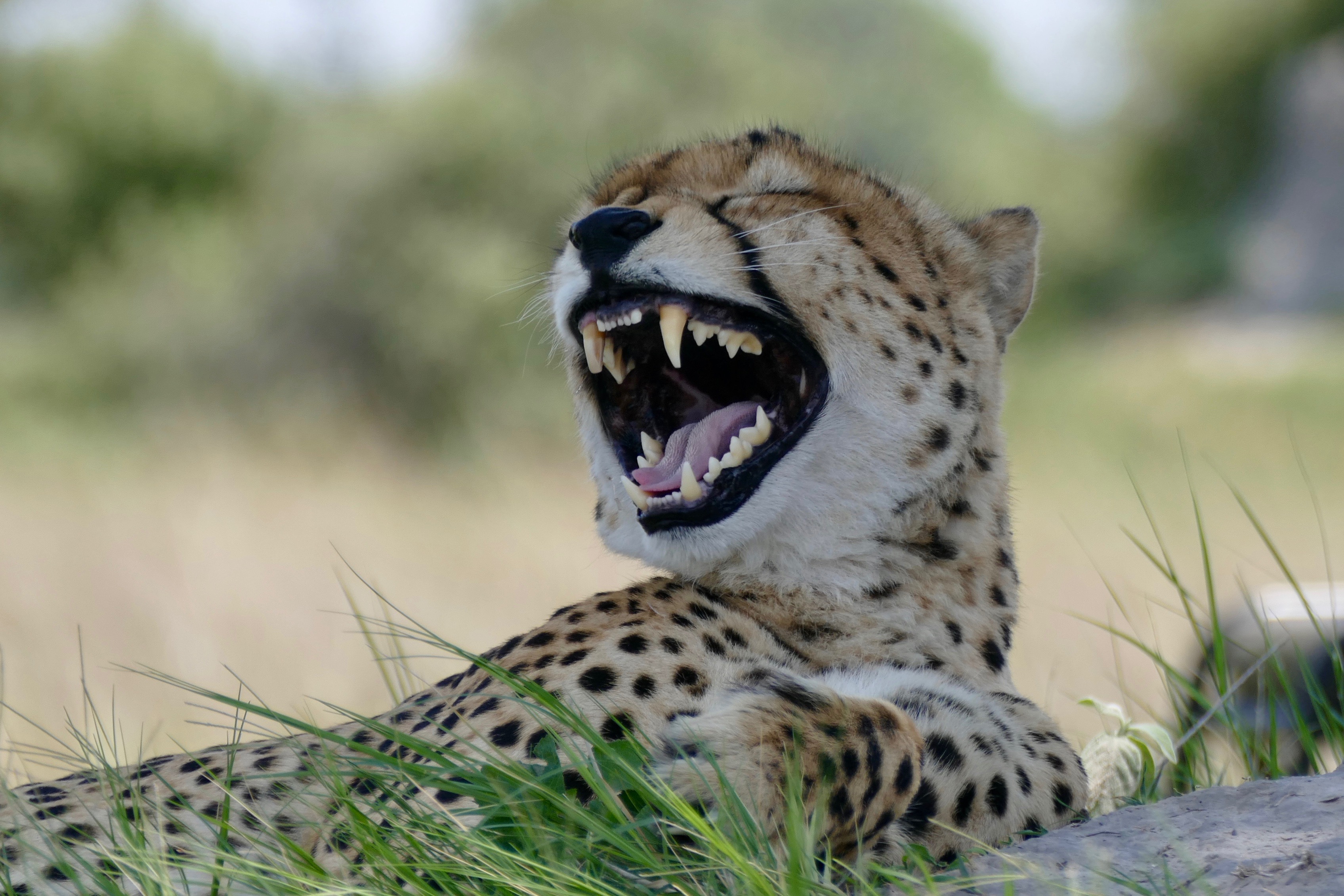 Dyr Serengeti10