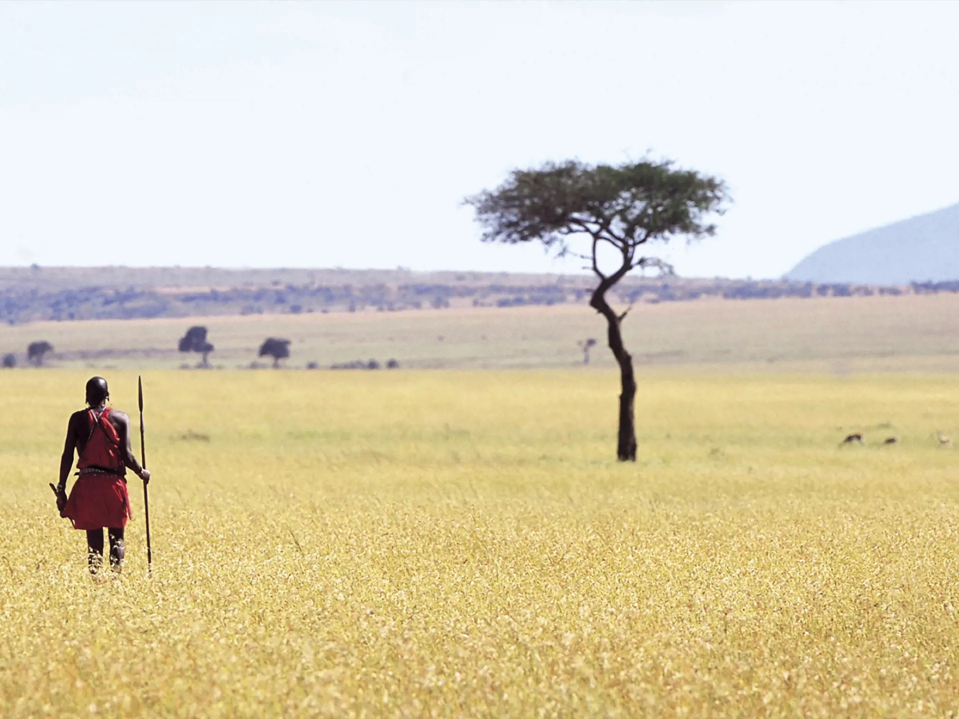 Dyr Serengeti14