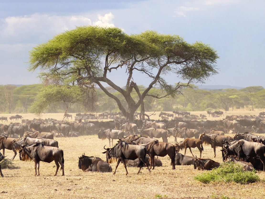 Dyr Serengeti27