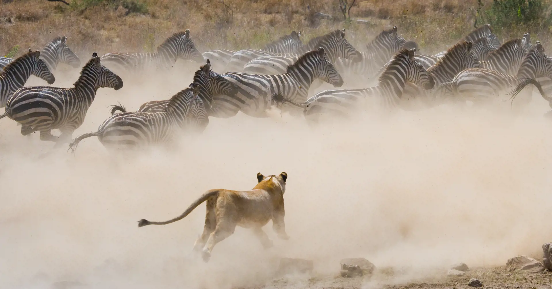 Dyr Serengeti31