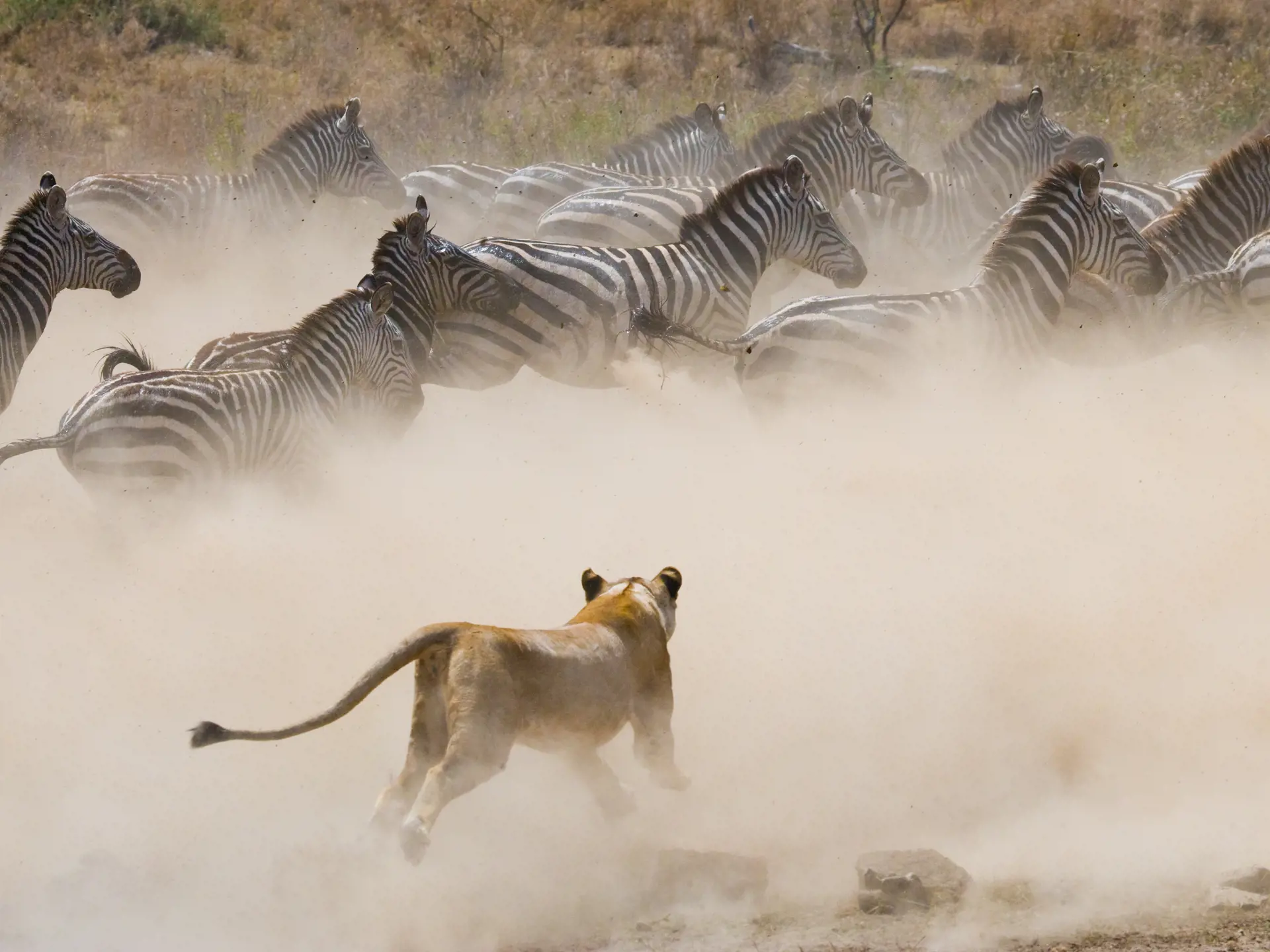 Dyr Serengeti31