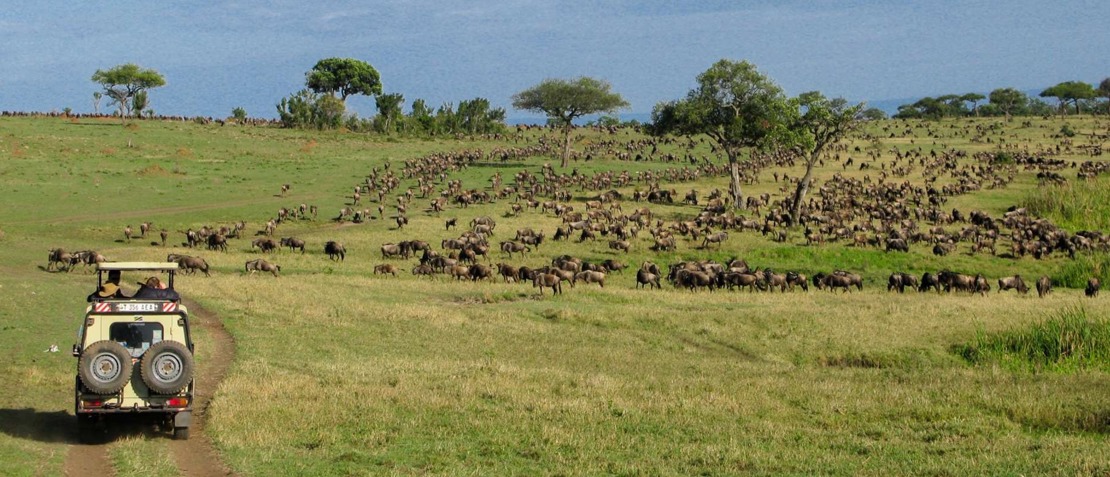 Dyr Kenya Mara41