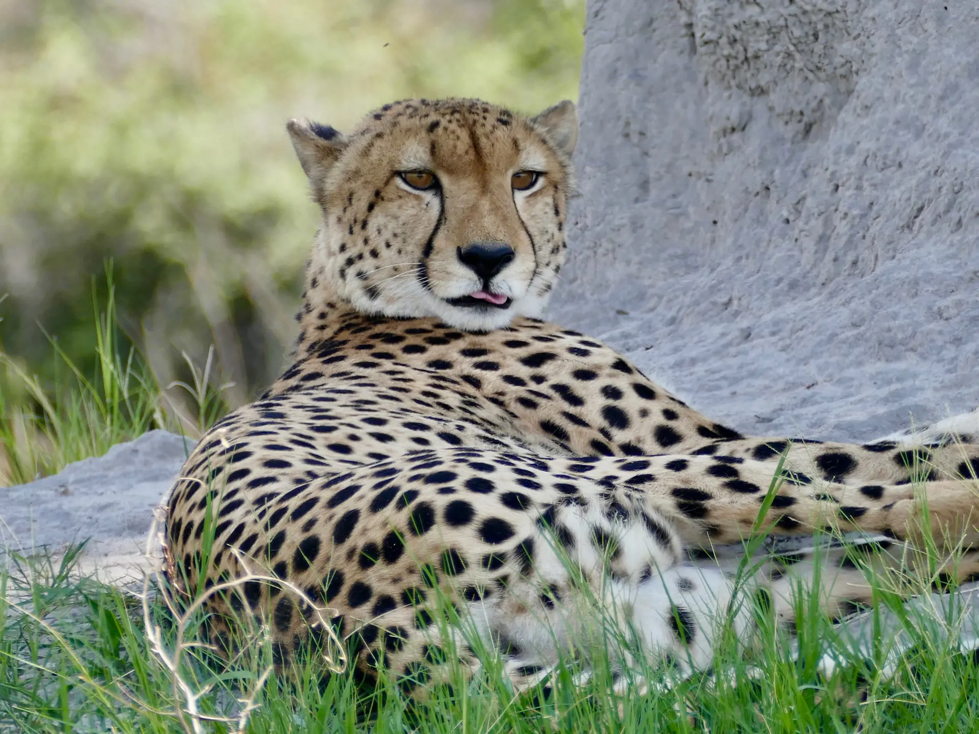 Dyr Kenya Mara4