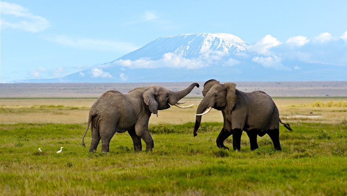 Dyr Amboseli15