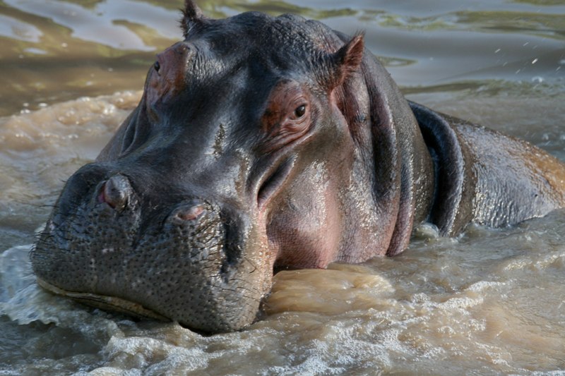 Hippo (3)