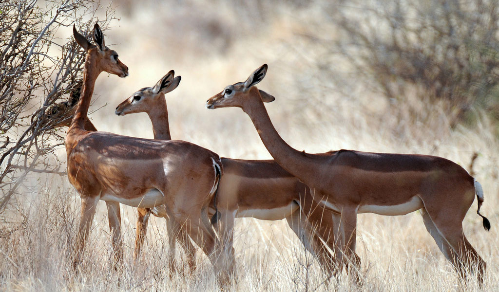 Gerenuk1 1
