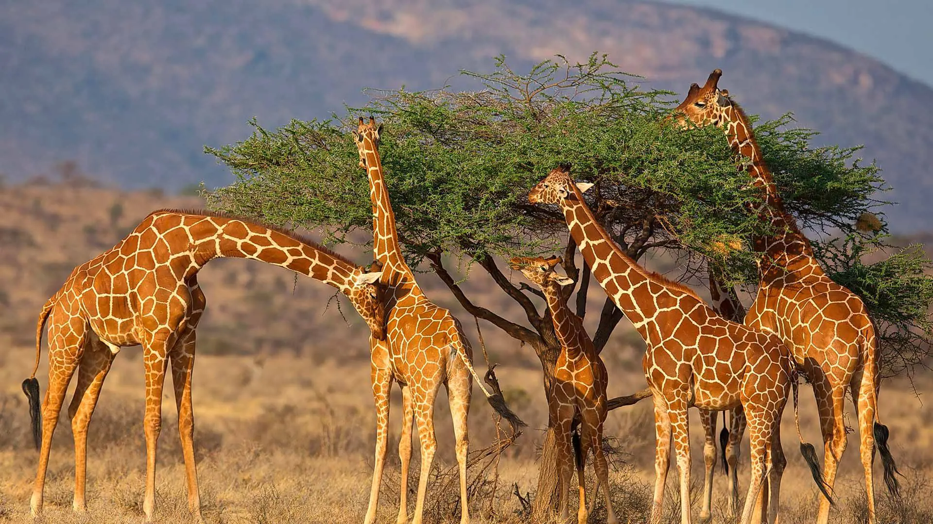 Giraffer Samburu Kenya