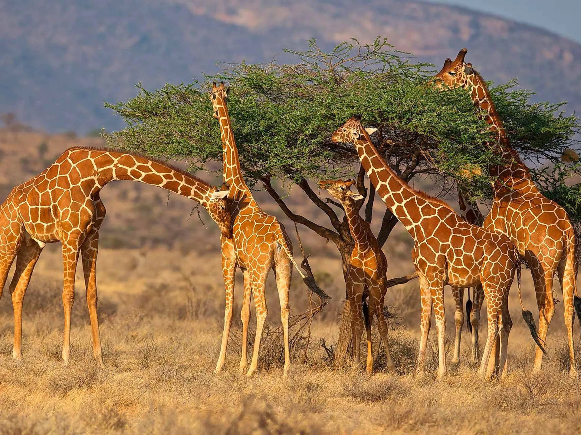 Giraffer Samburu Kenya