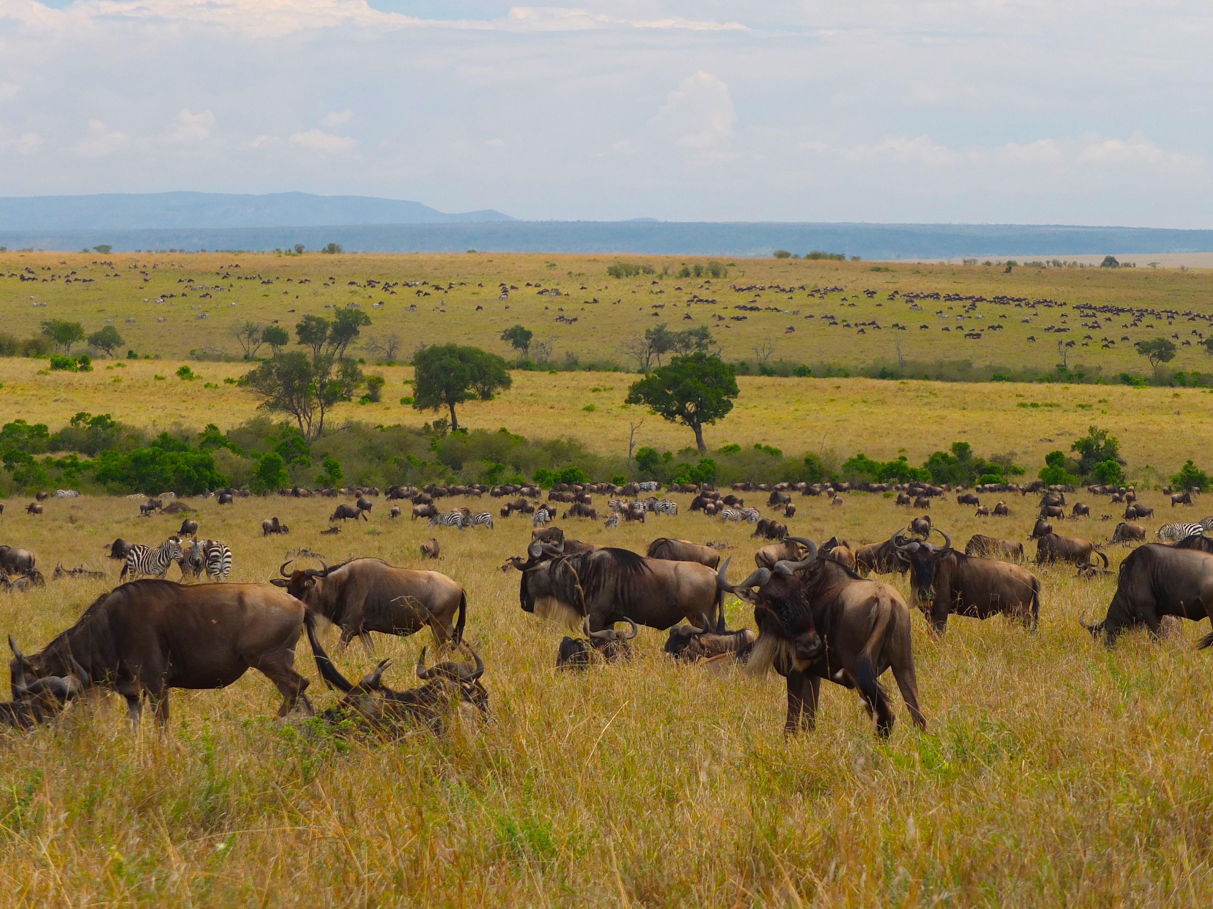 Tanzania Migration Dyr13