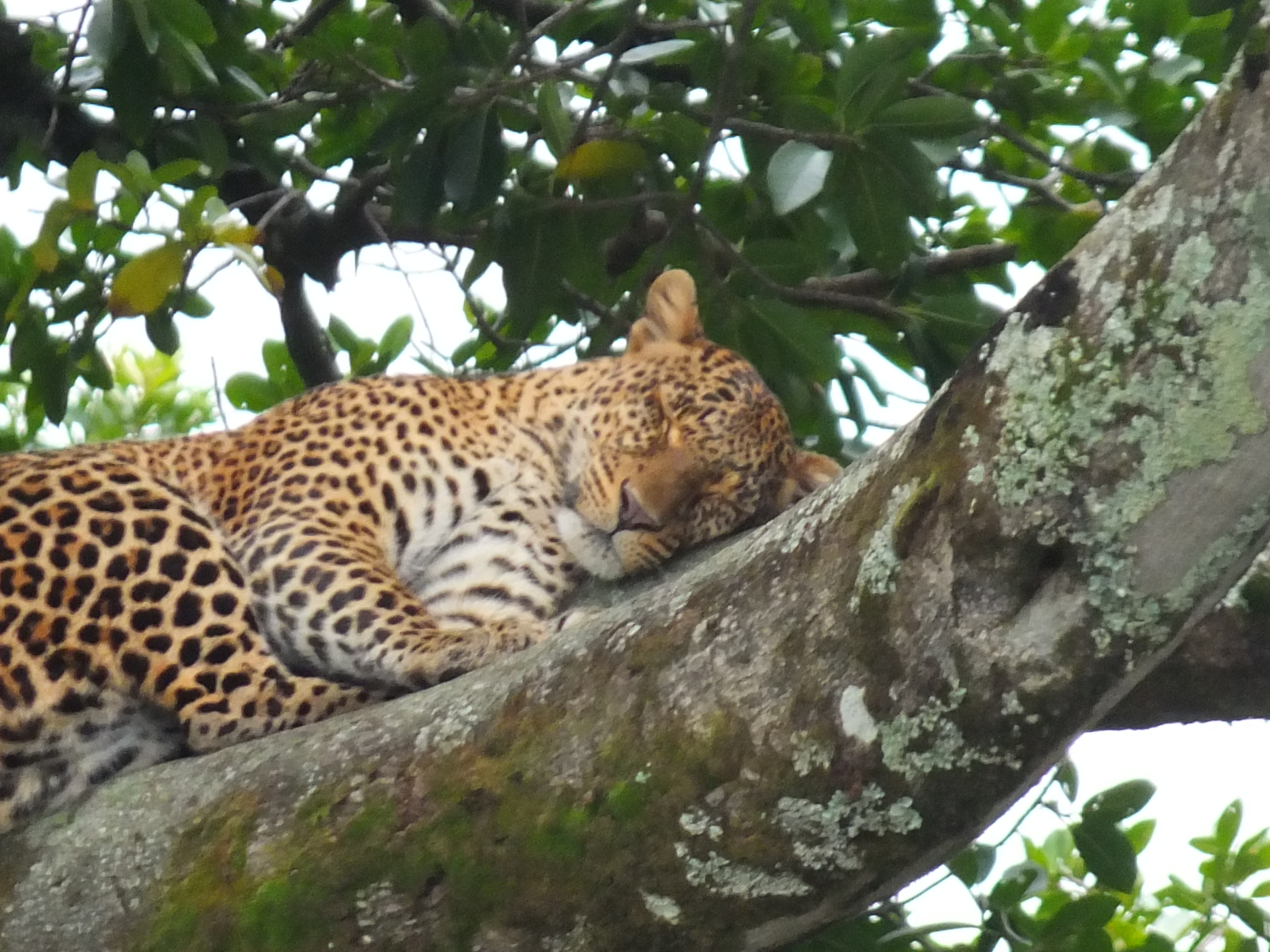 Tanzania Migration Dyr22