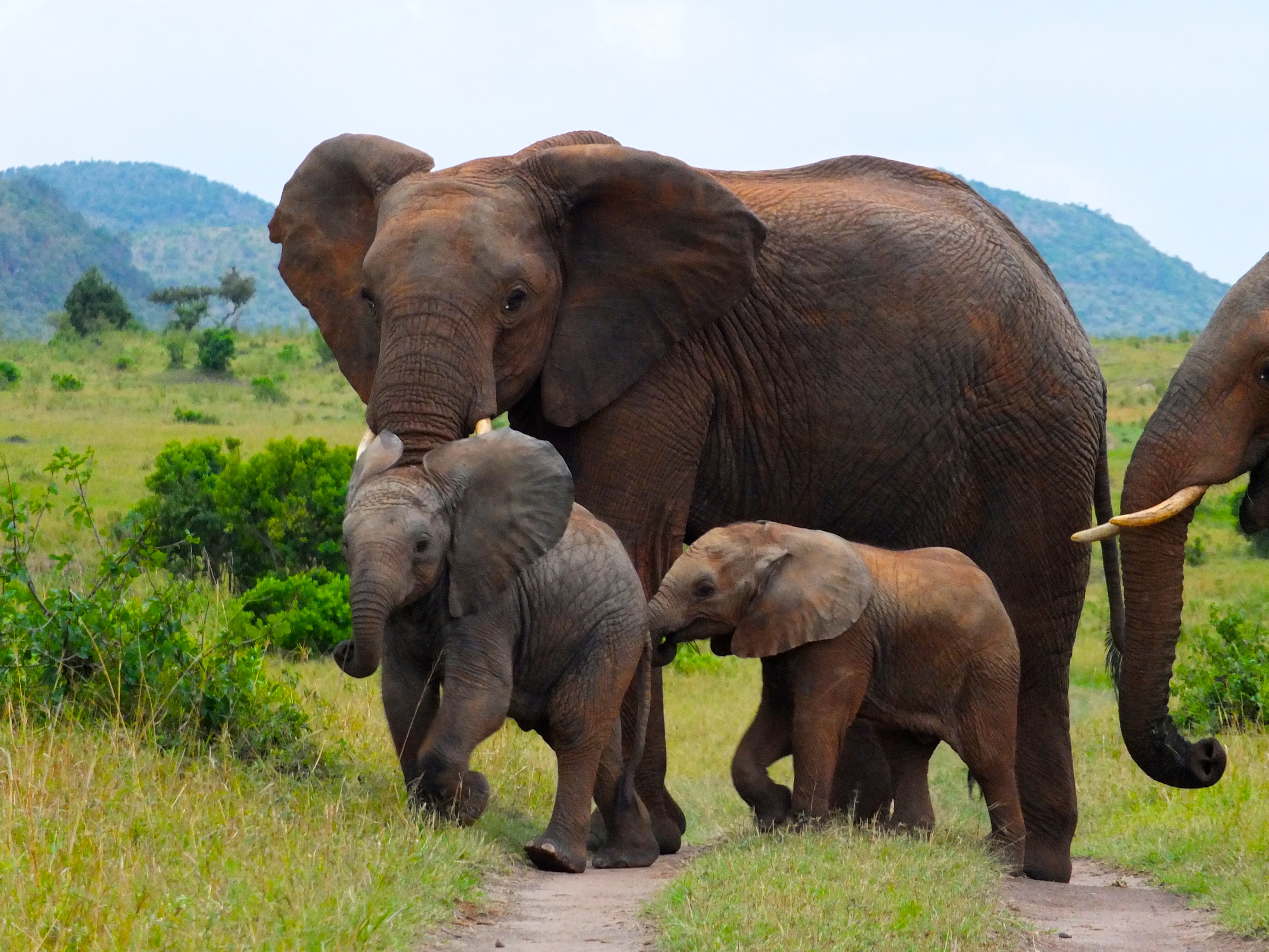 Tanzania Migration Dyr25