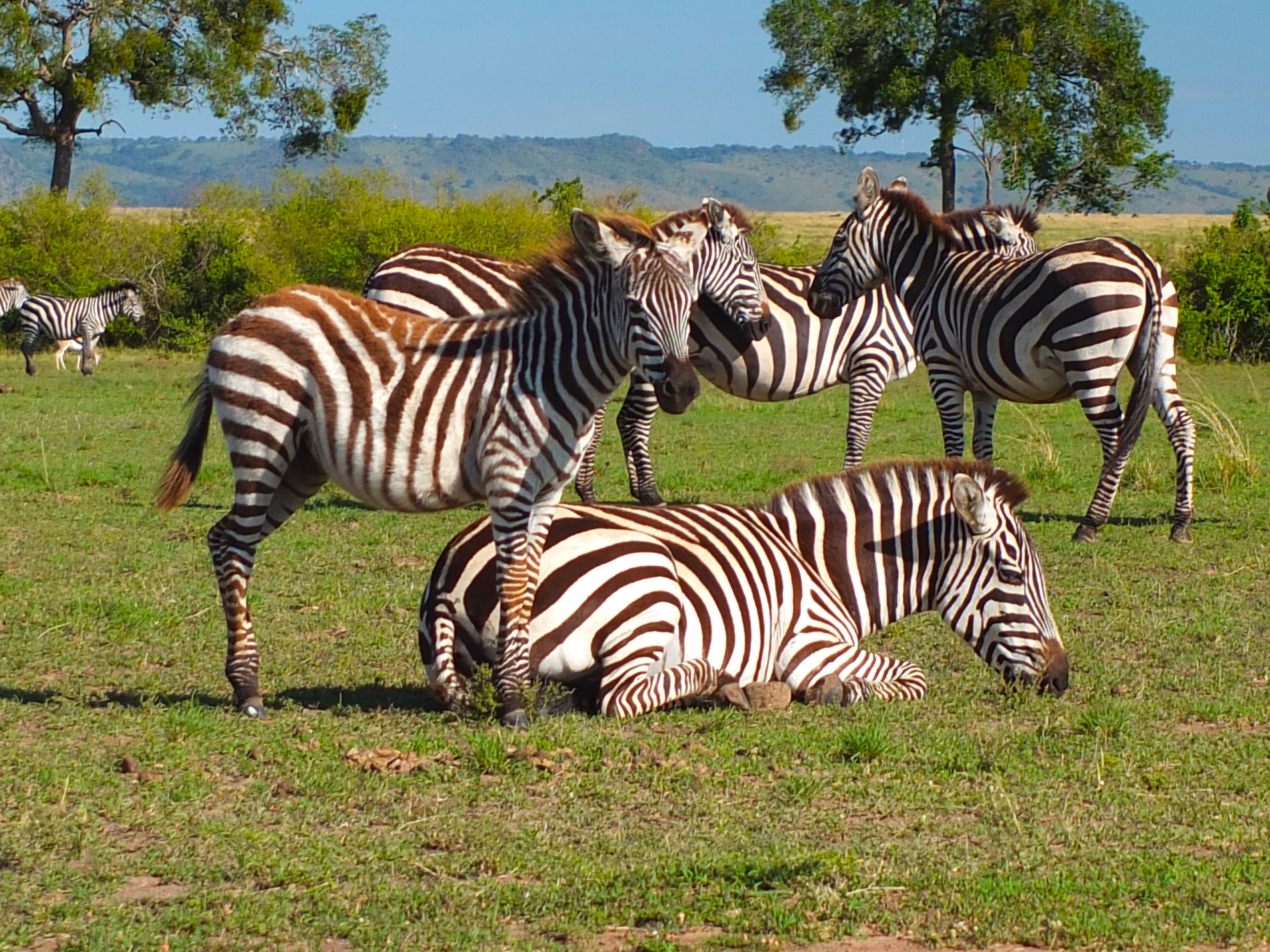 Tanzania Migration Dyr45