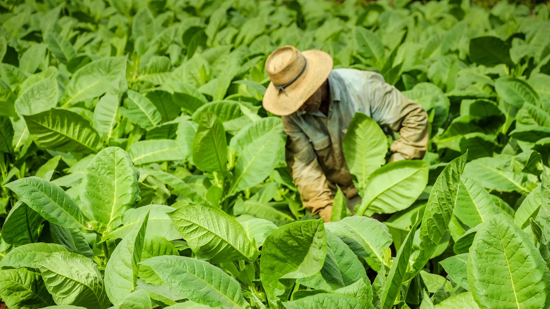 VINALES - området egner sig perfekt til korte vandreture med mulighed for at møde de hårdtarbejdende tobaksbønder, Check Point Travel