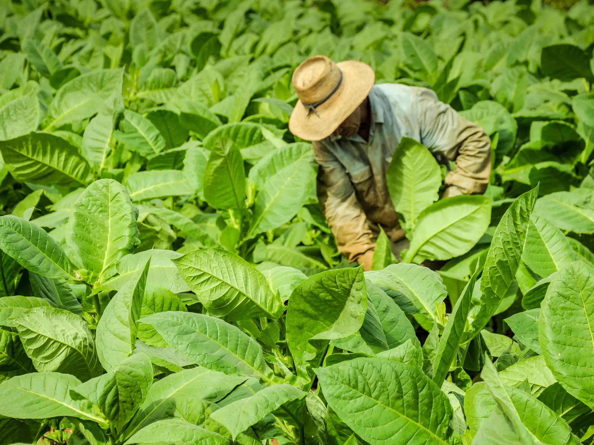 VINALES - området egner sig perfekt til korte vandreture med mulighed for at møde de hårdtarbejdende tobaksbønder, Check Point Travel
