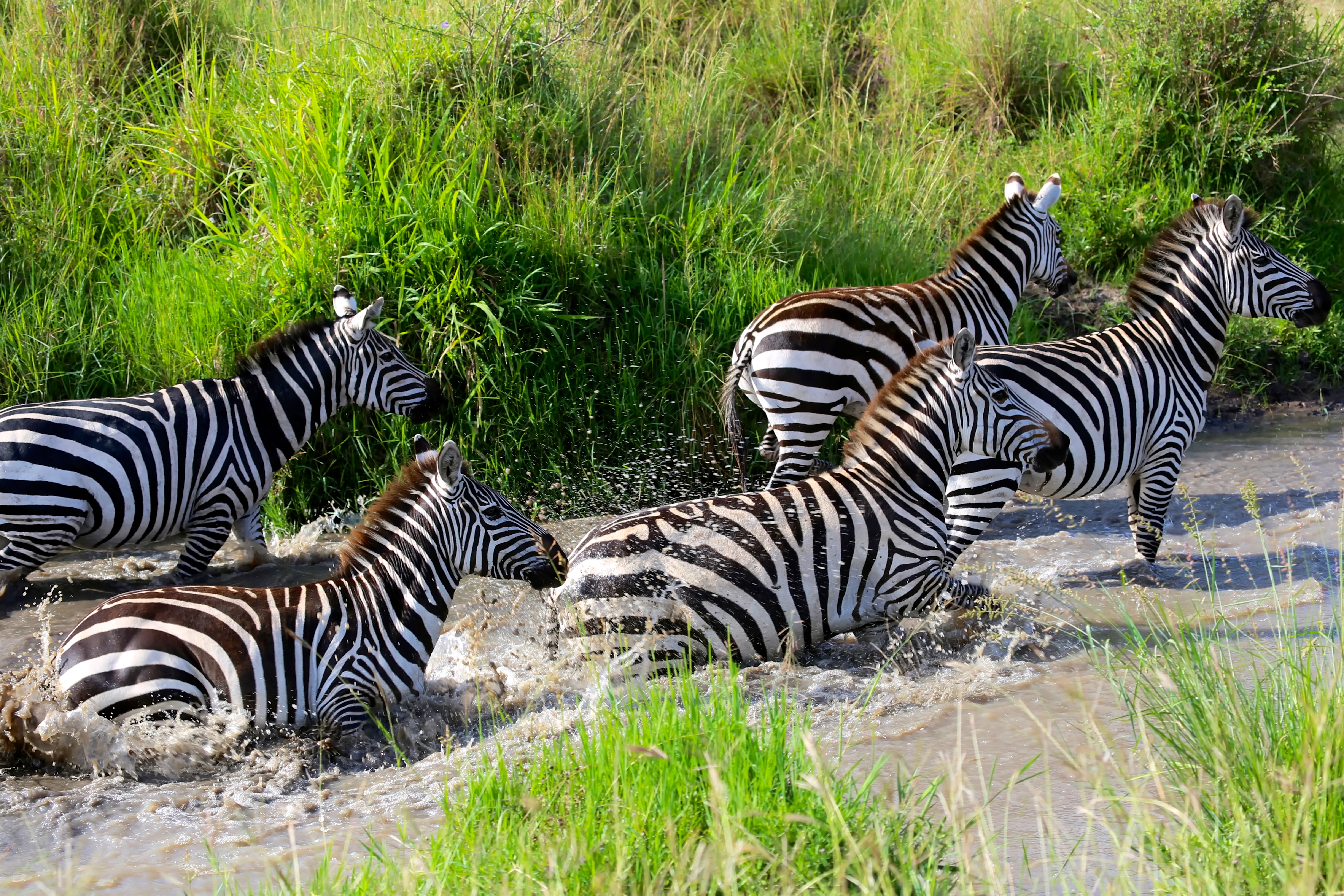 Tanzania Migration Dyr95