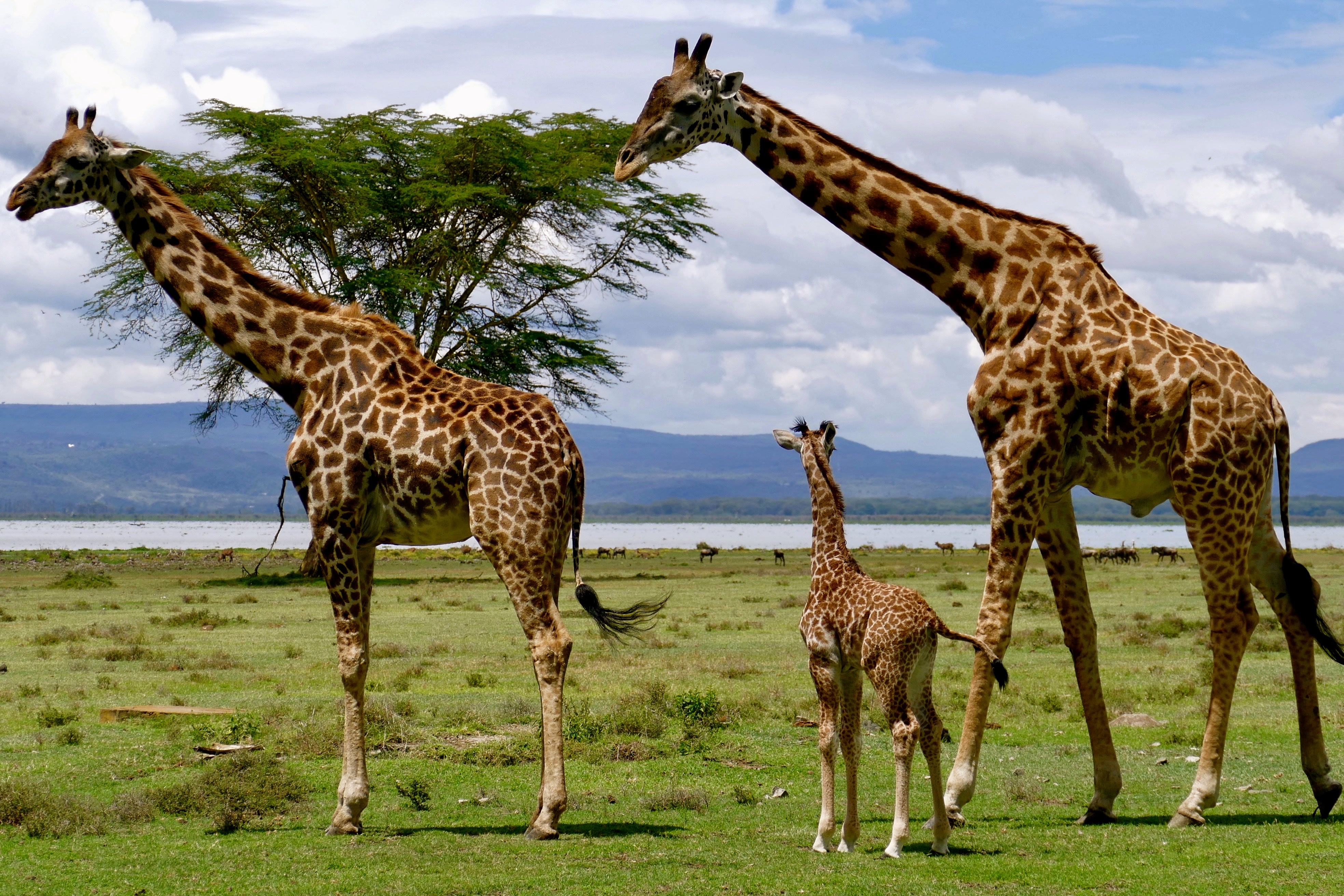 Kenya Dyr Foto37 (1)