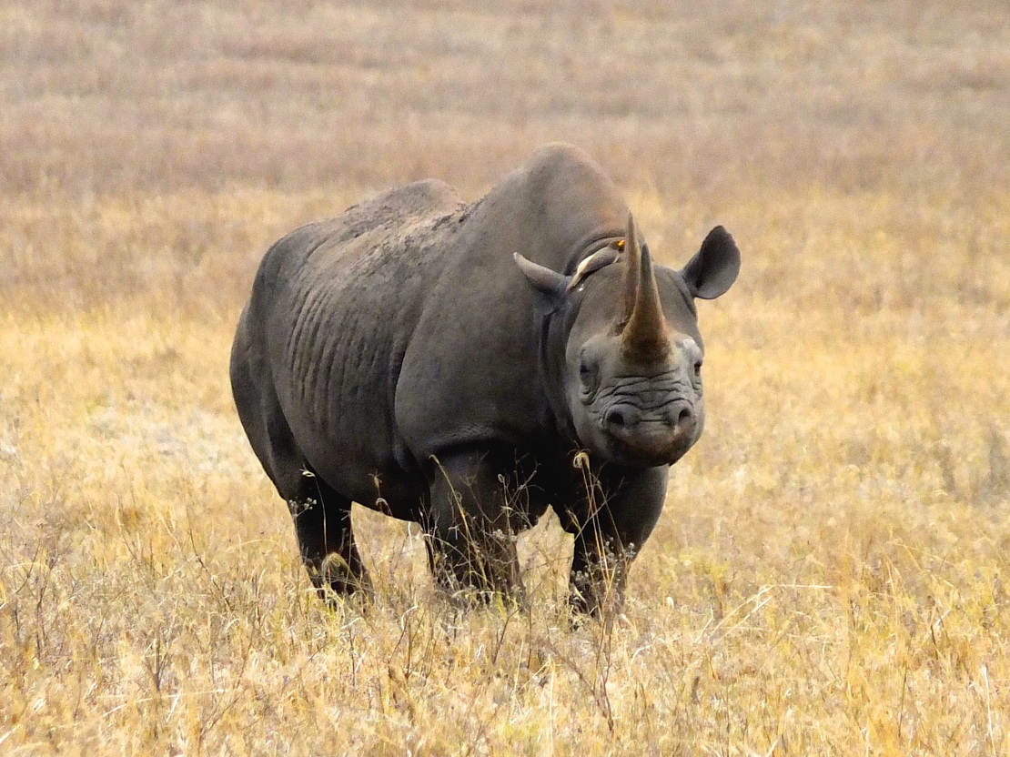 Dyr Ngorongoro13