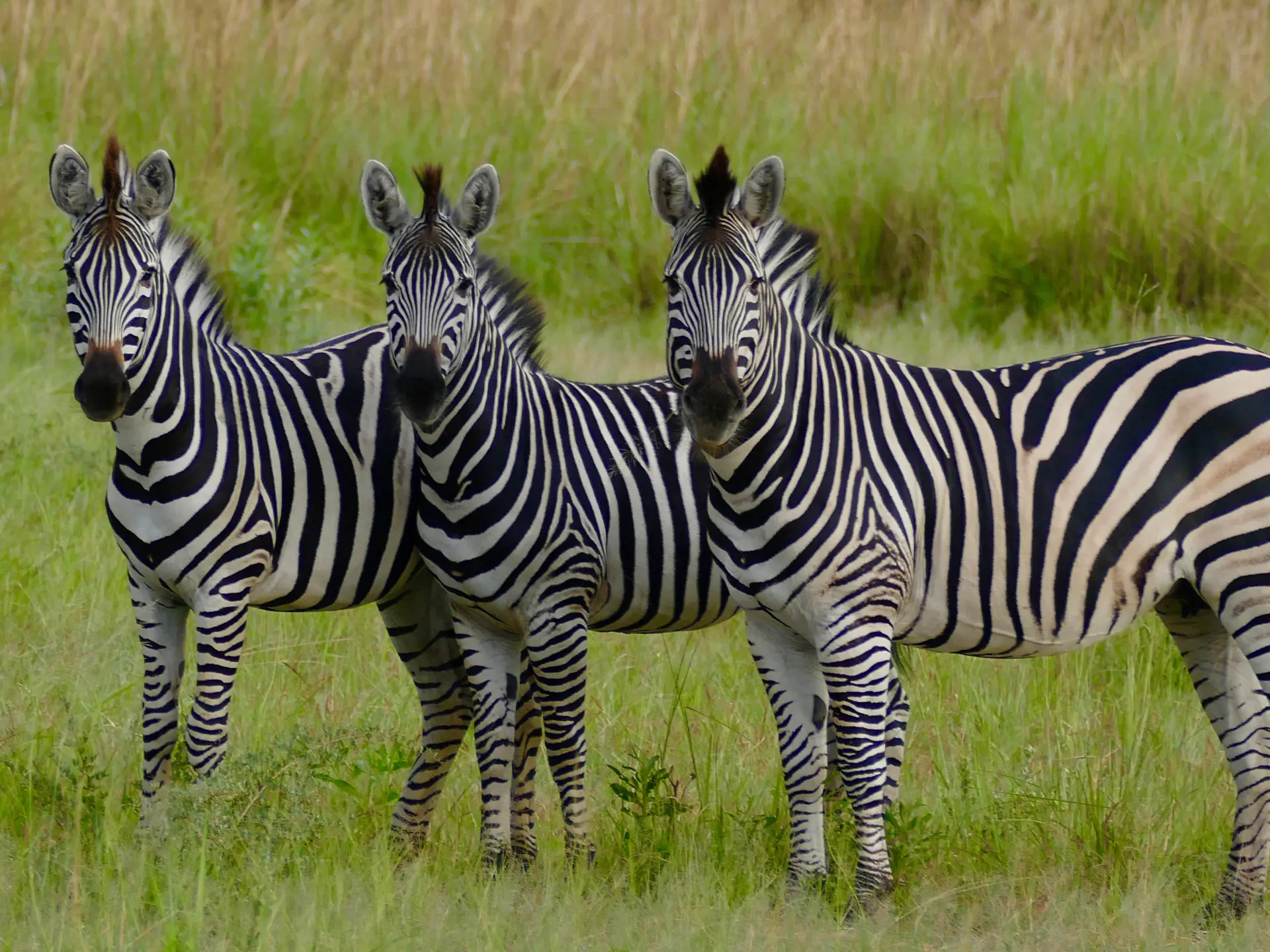 Dyr Ngorongoro1