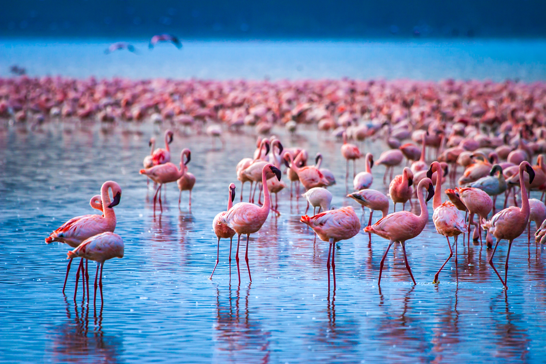 Shutterstock 1098181742