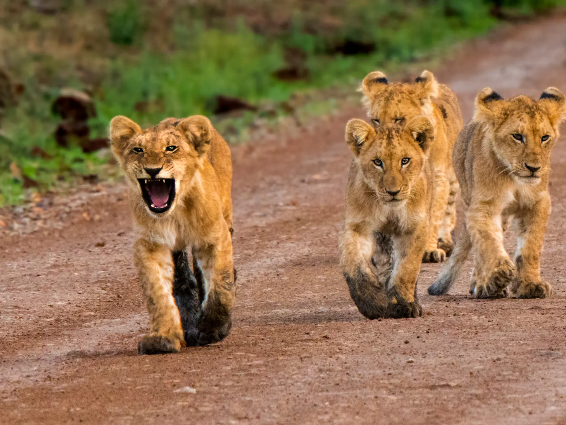 Masai Mara Løveunger