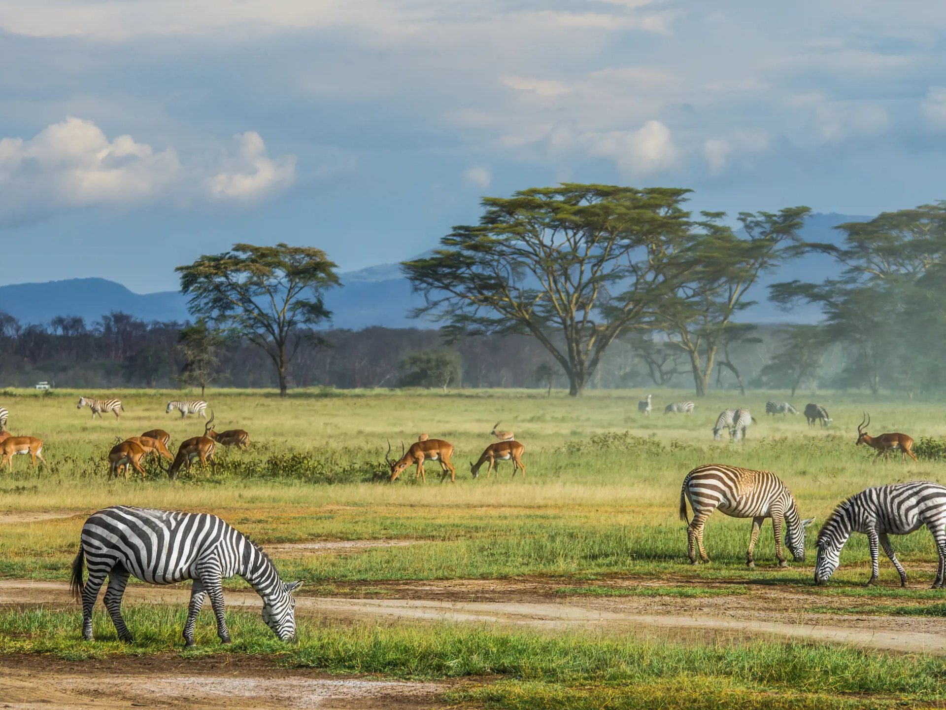 Masai Mara Åbent Område