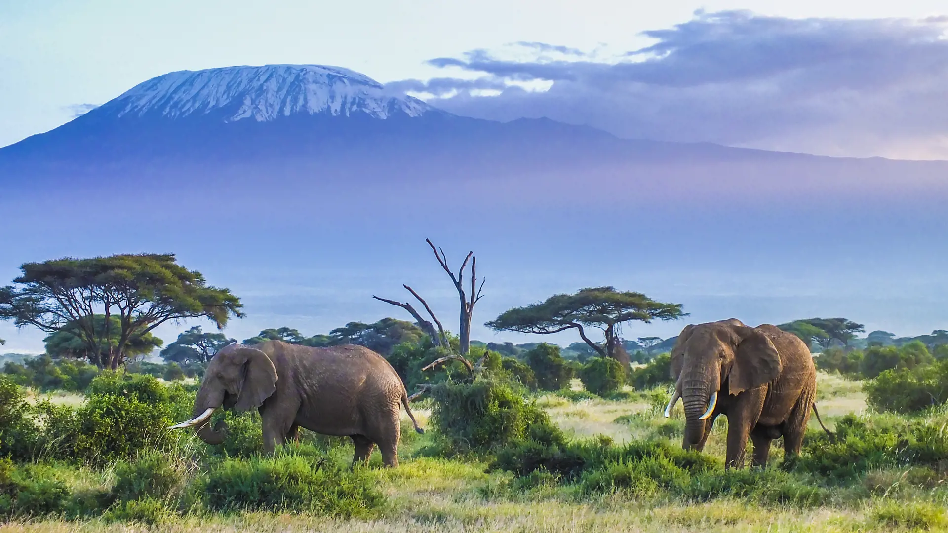 Amboselie Elefanter 2