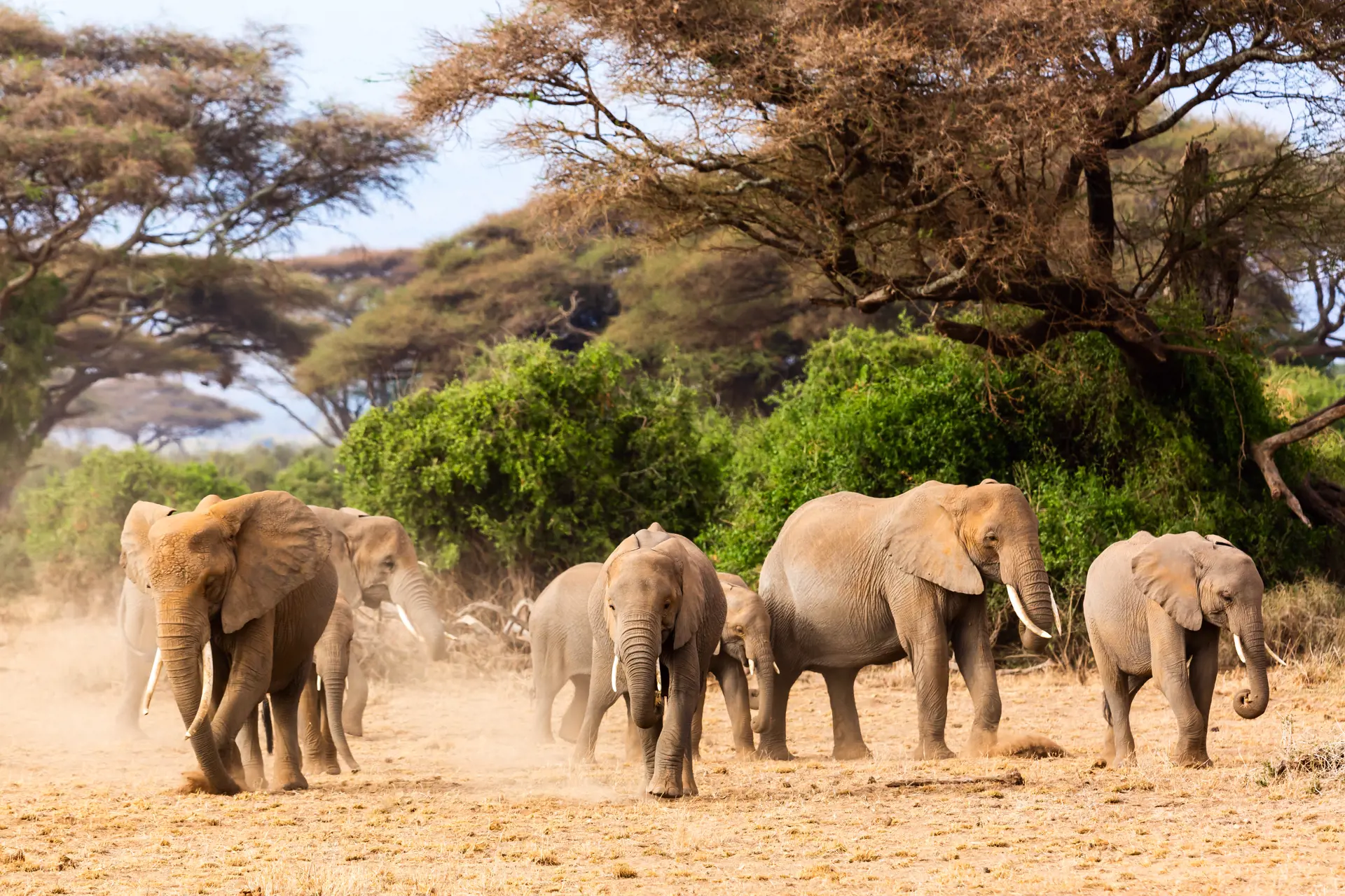 Amboseli Elefanter 3