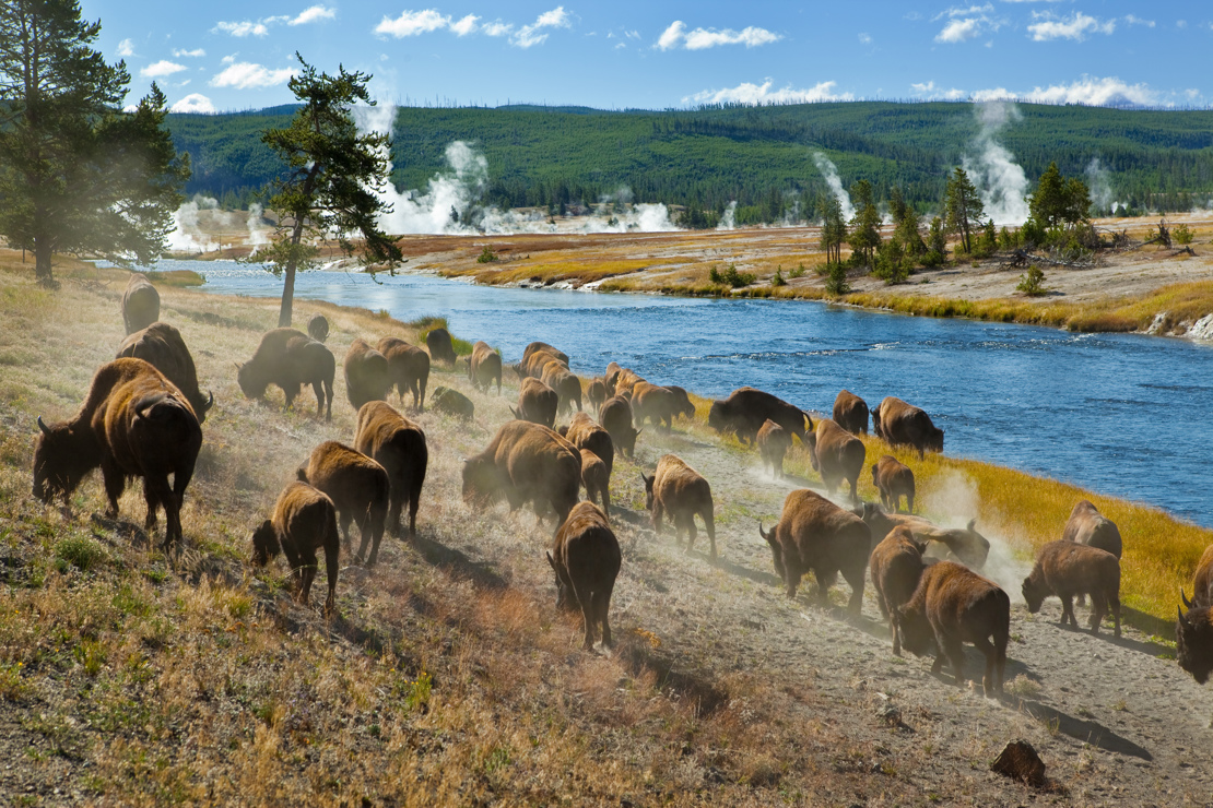 shutterstock_47311708 A herd of bison moves quickly along the Firehole River in Yellowstone National Park (near Midway Geyser Basin)..jpg
