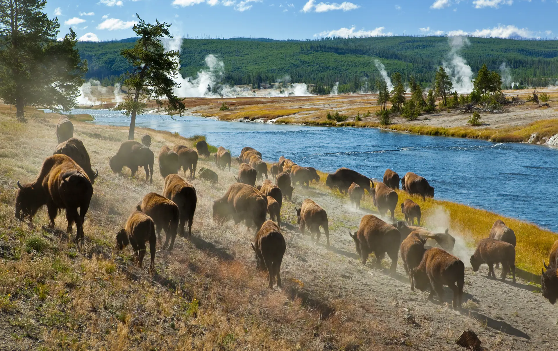 shutterstock_47311708 A herd of bison moves quickly along the Firehole River in Yellowstone National Park (near Midway Geyser Basin)..jpg
