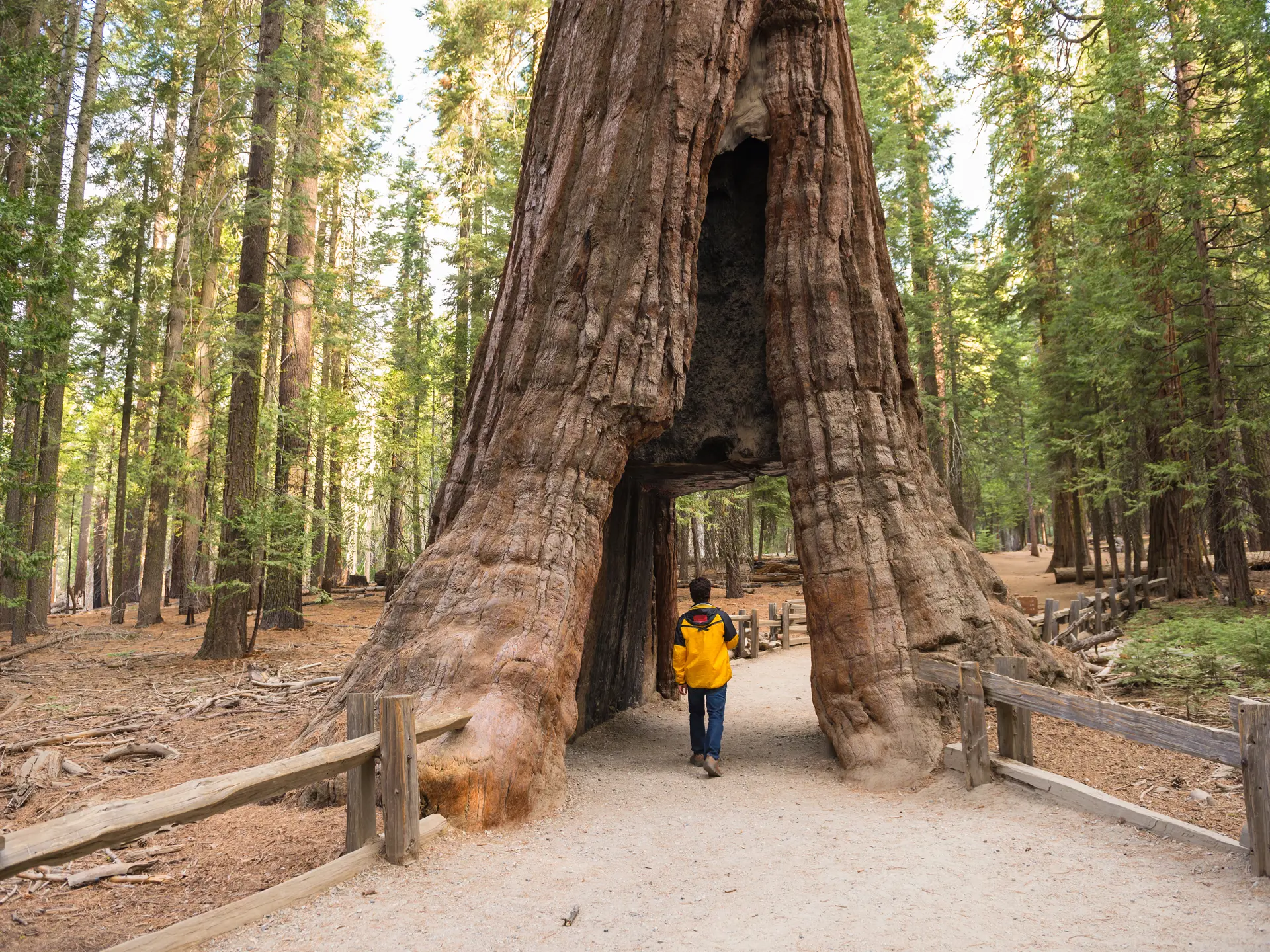 Yosemite nationalpark el sequoia.jpg