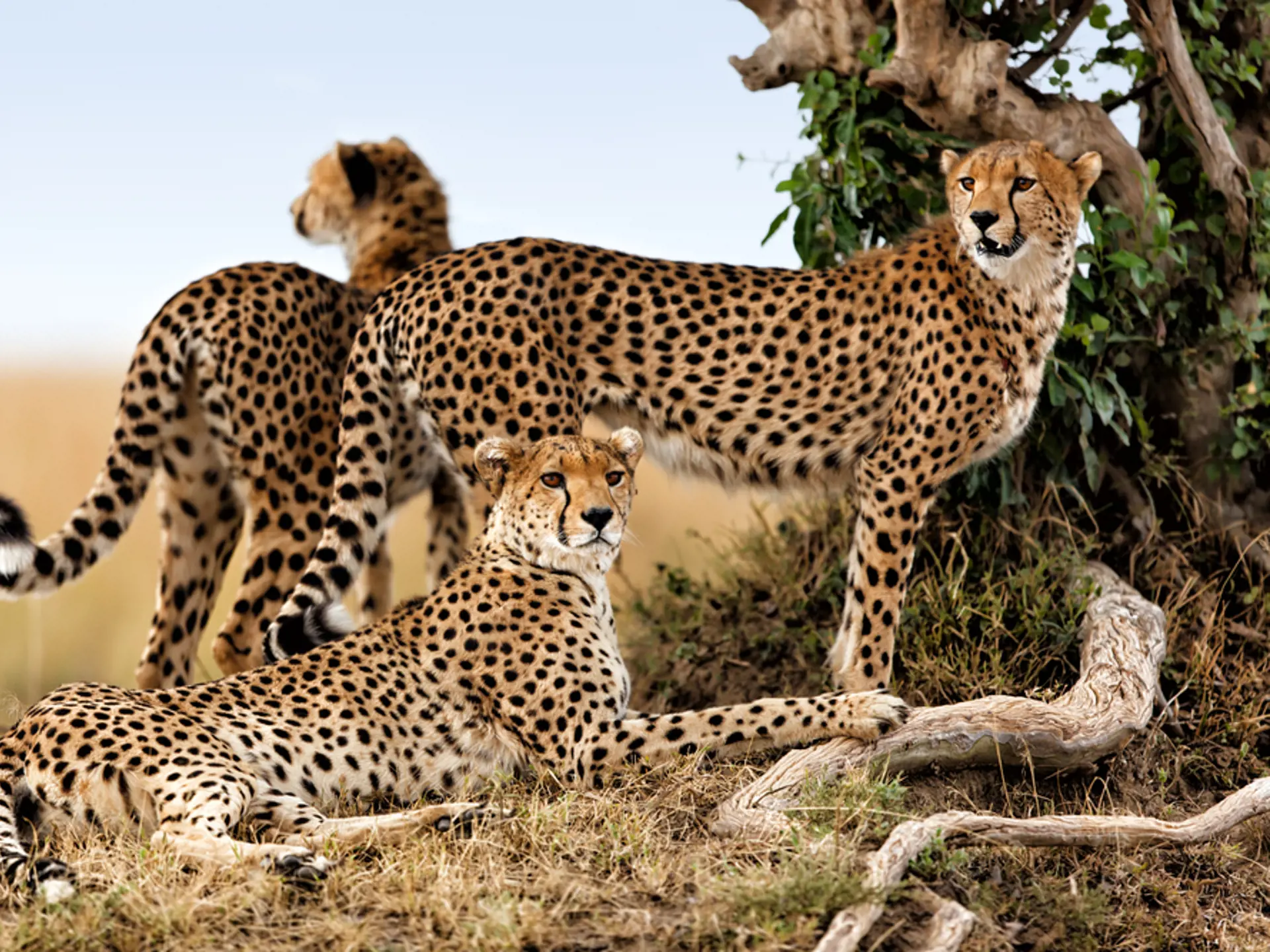 Cheetah Mother And Two Older Cubs, Masai Mara