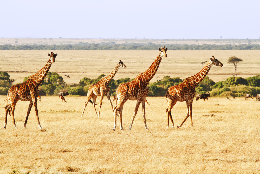 Two Giraffes (Giraffa Camelopardalis) On The Maasai Mara National Reserve Safari In Southwestern Kenya