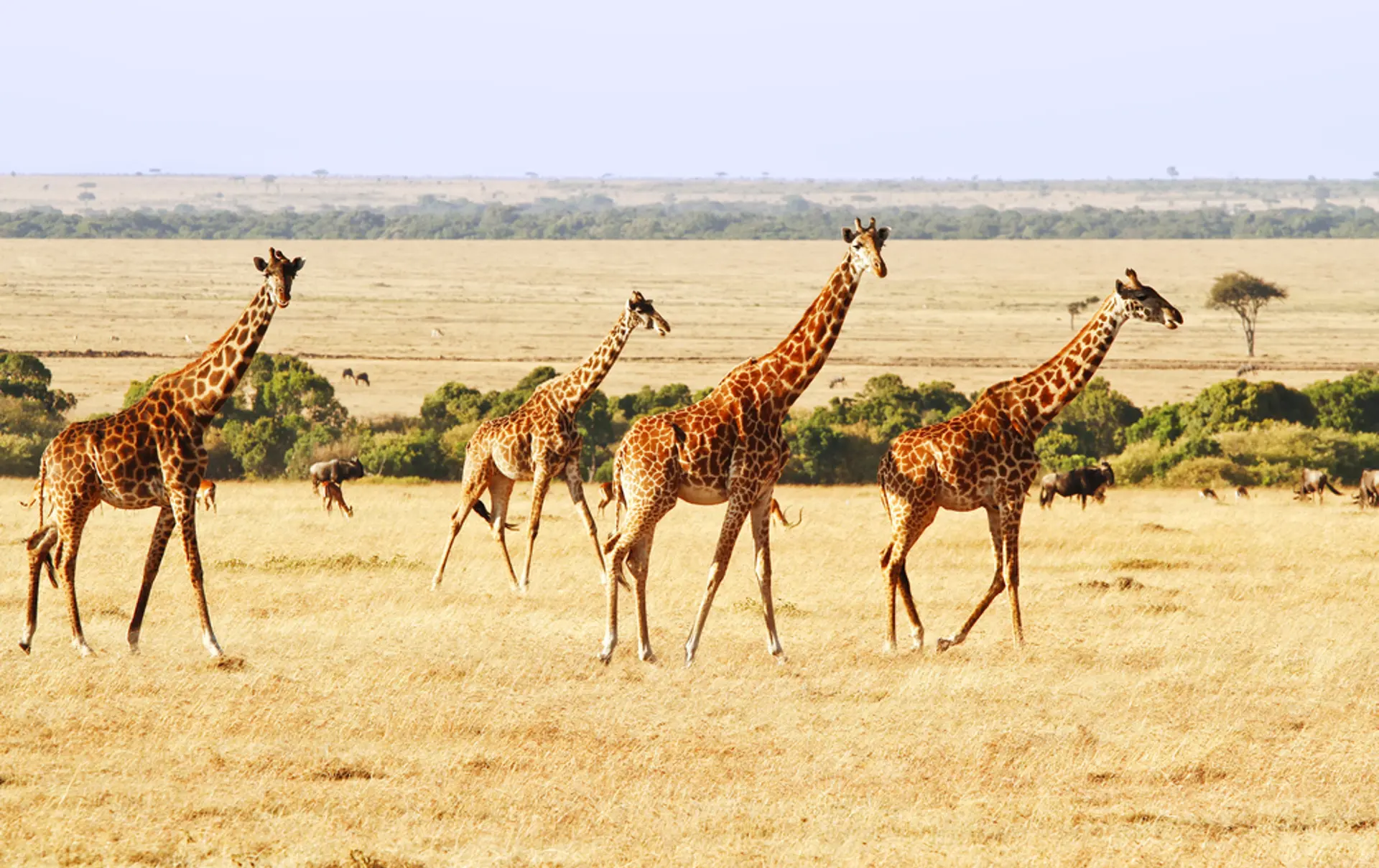 Two Giraffes (Giraffa Camelopardalis) On The Maasai Mara National Reserve Safari In Southwestern Kenya