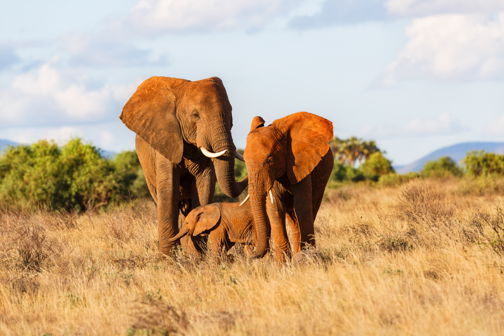 Du får også store safarioplevelser i smukke Samburu National Park.